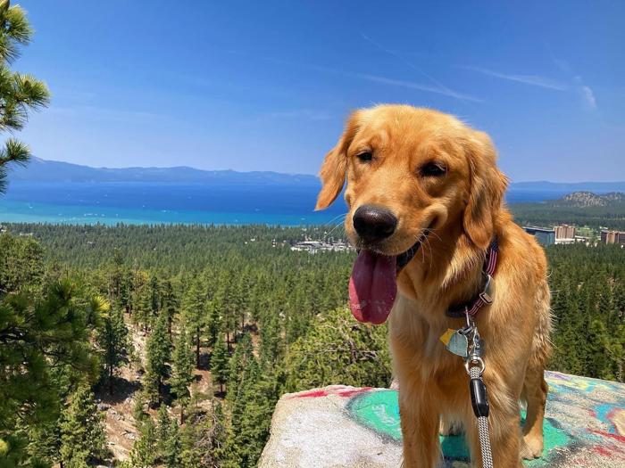 Social media post by goodolstnick