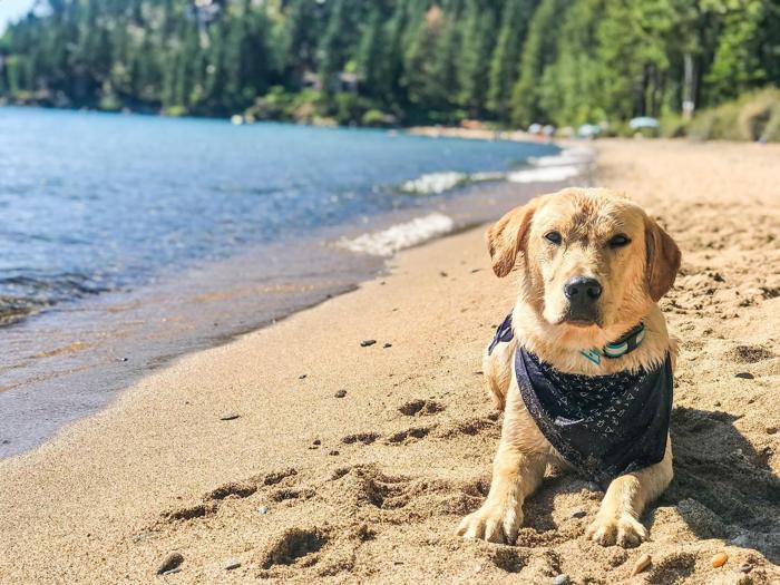 Social media post by tahoe_tessie