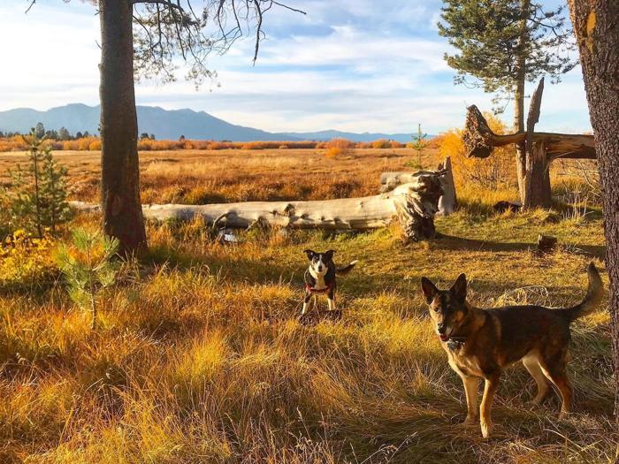 Social media post by chris_mcdude