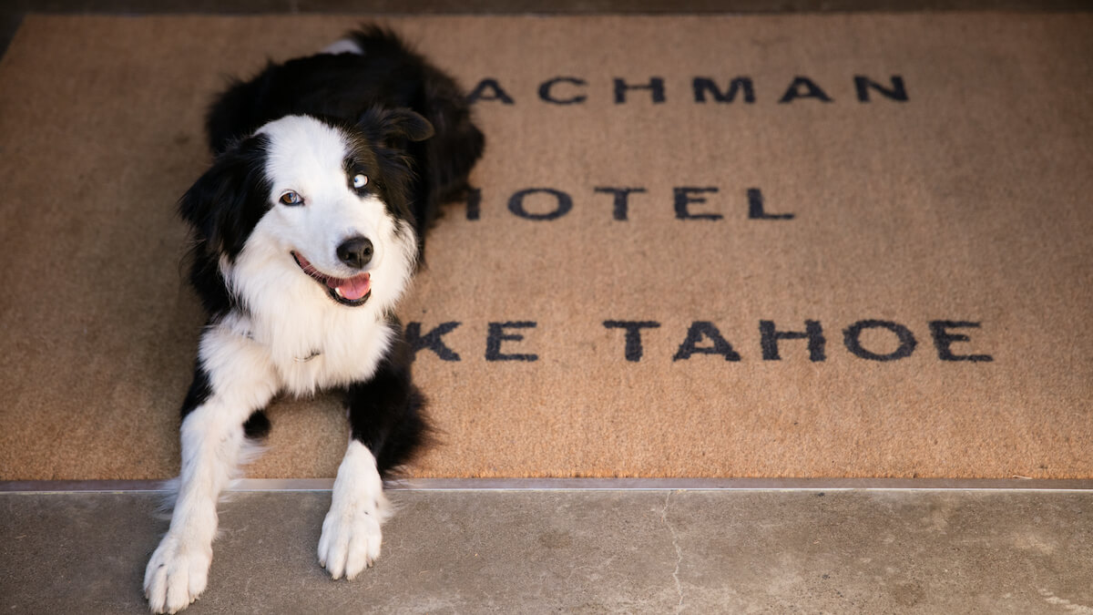A welcoming dog at the Coachman Hotel Lake Tahoe