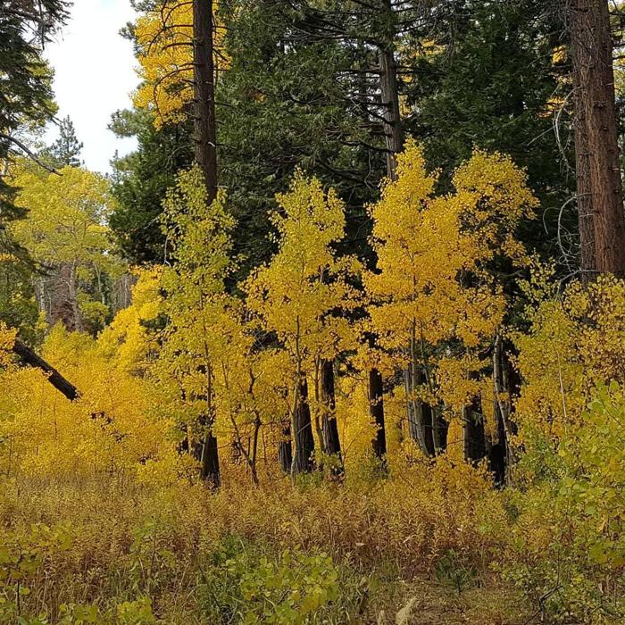 Social media post by shimmeringself