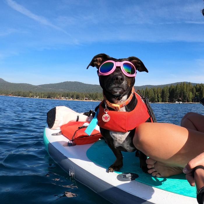 Social media post by venice.and.vicente