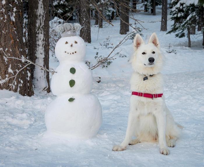 Social media post by house_of_mainecoons