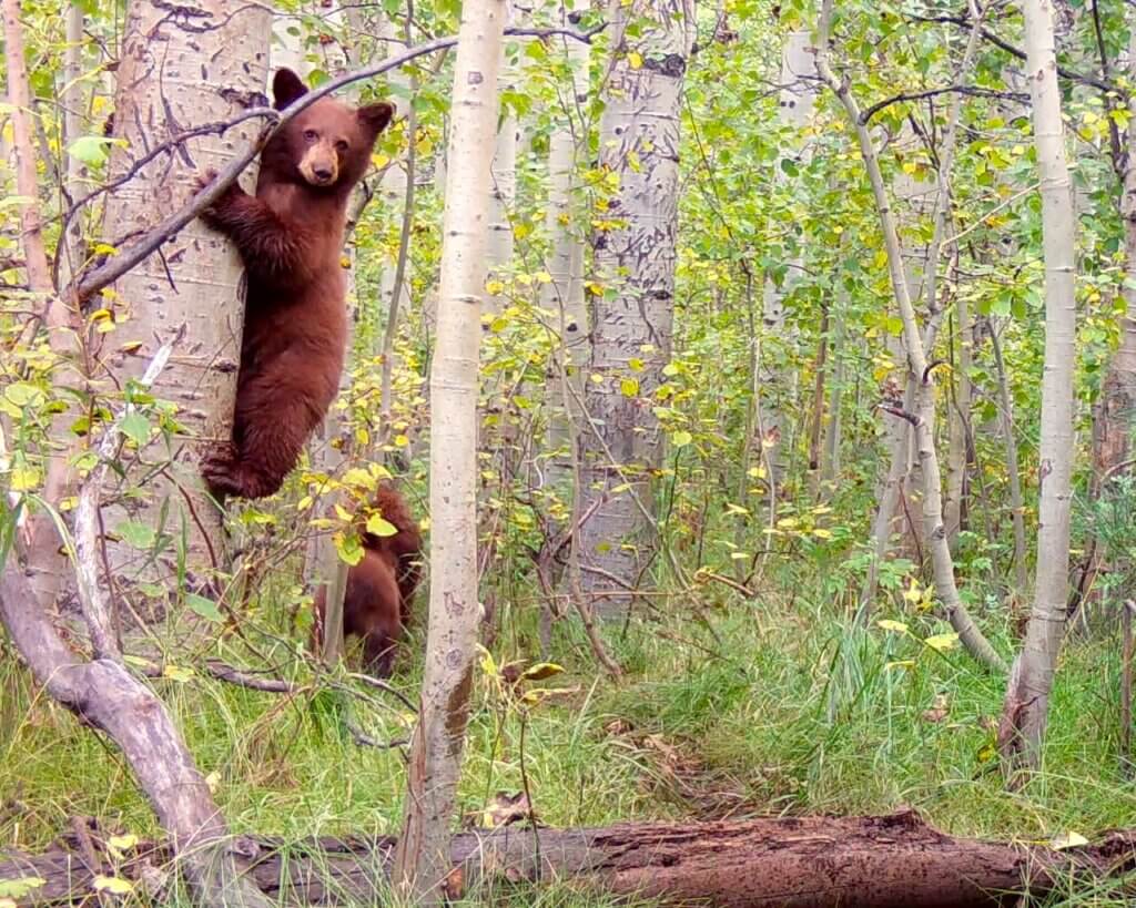 Two baby bears in a wooded area in Lake Tahoe. One is up a tree.