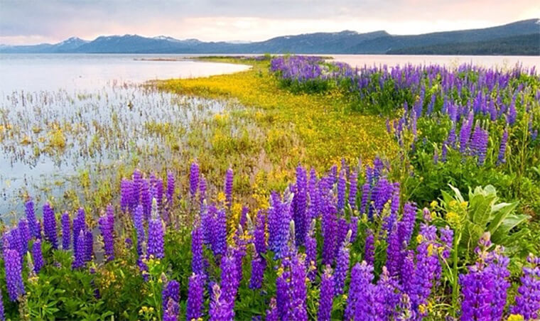 Wildflowers, a huge alpine lake, mountains, a clearing storm and a perfect sunset. Nature has a way of making everything perfect sometimes. | Lake Tahoe, California