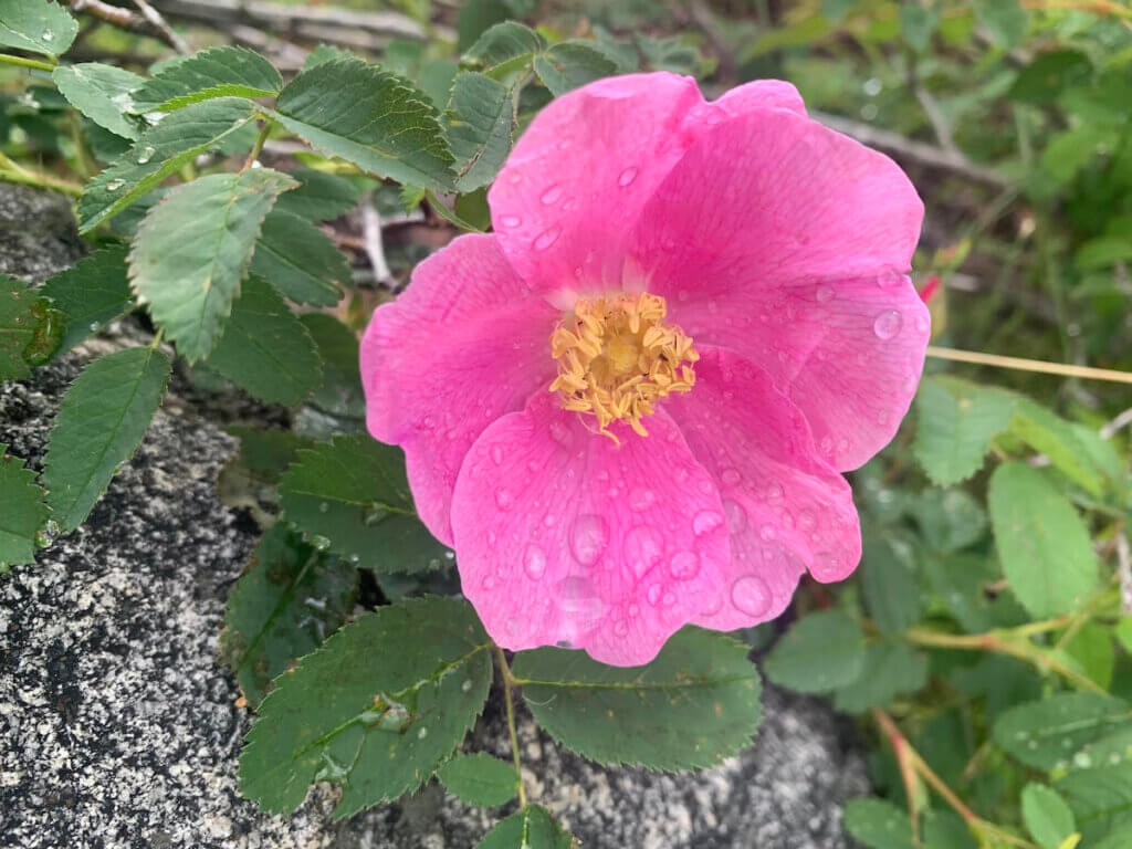 Flower at Lake Tahoe