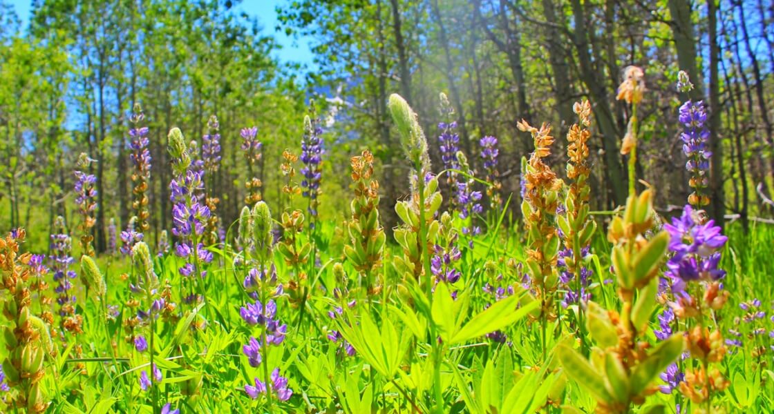 Wildflowers Sierra Nevada