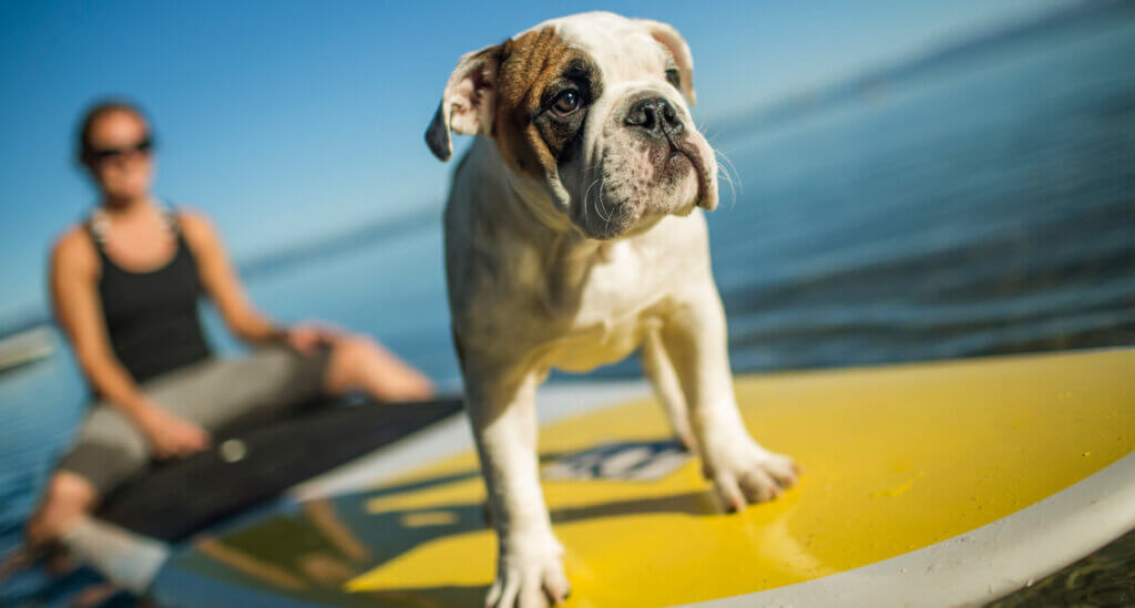 Paddle Boarding with your dog